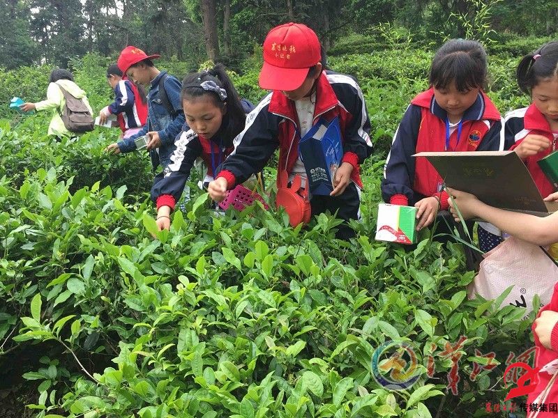 4月23日，本报600余名小记者奔赴隆中茶园，诵经典、听故事、采春茶